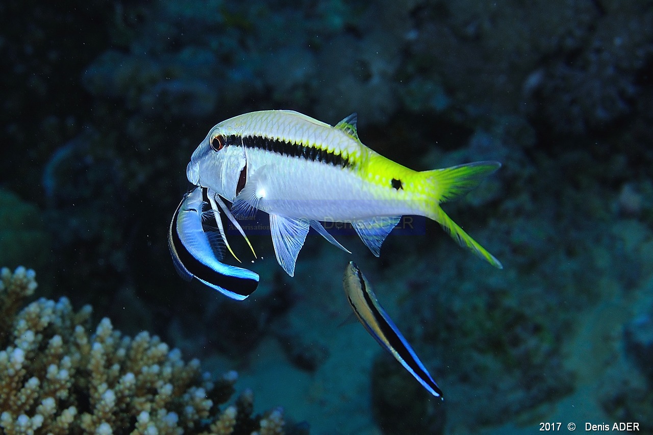 Parupeneus forsskali Surmulet-Labroides-dimidiatus labre nettoyeur Safaga Tobia kebir-12m-20171120-Denis-ADER-DSC_3114_tn.jpg